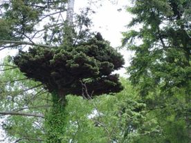 Pseudotsuga Hexenbesen
