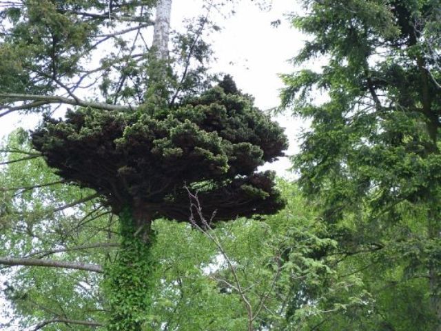 Pseudotsuga Hexenbesen