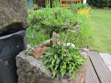 Steintrog mit Zwergkonifere und Hosta