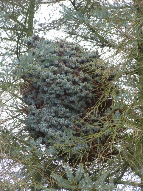 Picea sitchensis in Dänemark gefunden