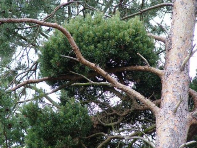 Pinus Hexenbesen aus Südtirol