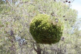 Kugeliger Pinus Hexenbesen aus Spanien