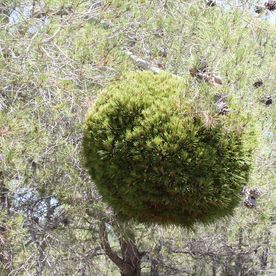 Kugeliger Pinus Hexenbesen aus Spanien