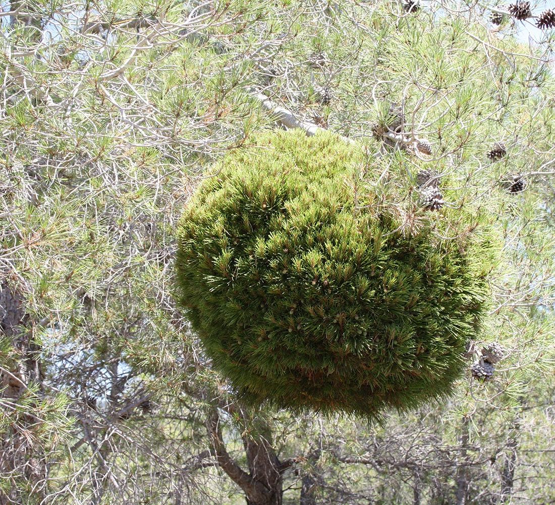 Kugeliger Pinus Hexenbesen aus Spanien