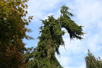 Picea abies Bad Orb